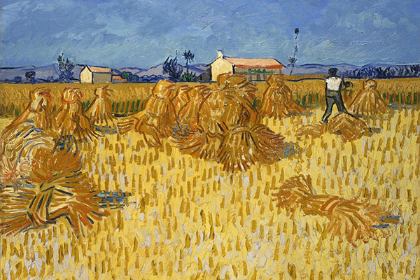 Corn-Harvest-in-Provence