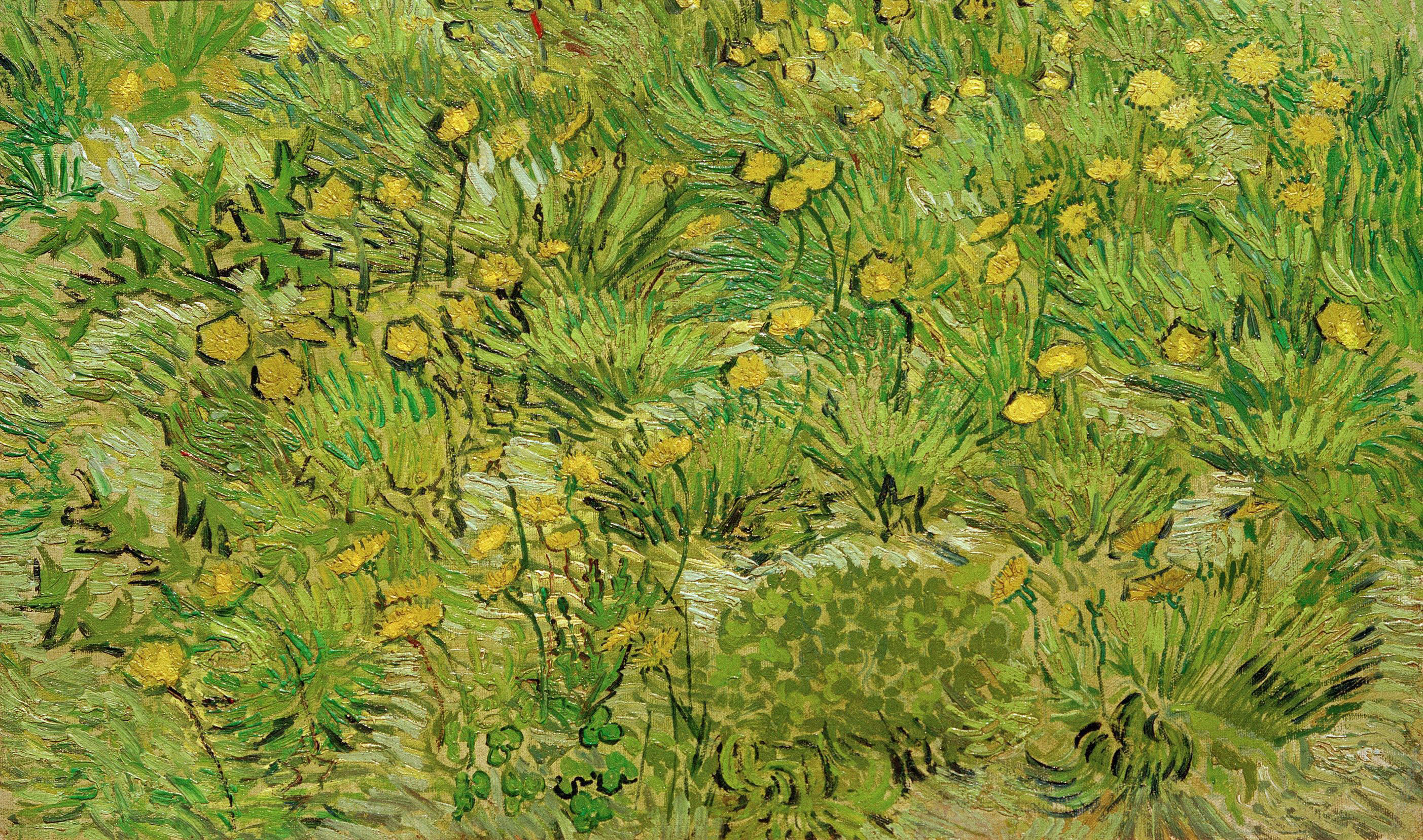 A field with dandelions