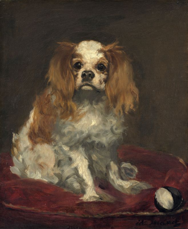 Cavalier King Charles Spaniel
