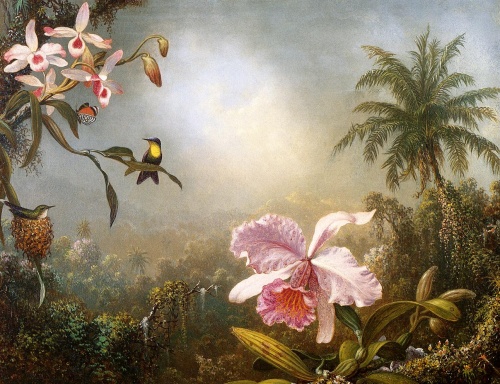 Orchids Nesting Hummingbirds And A Butterfly