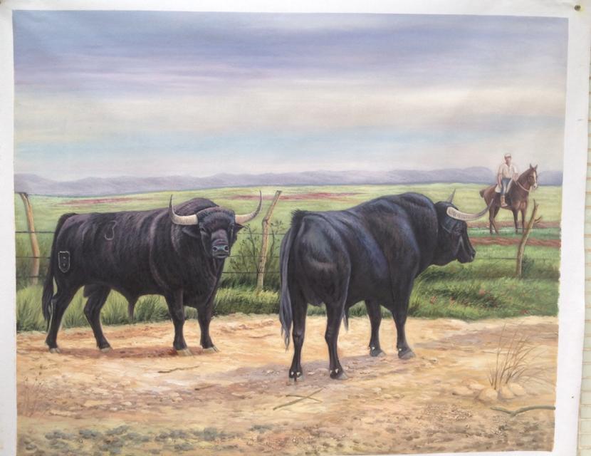 two black bulls