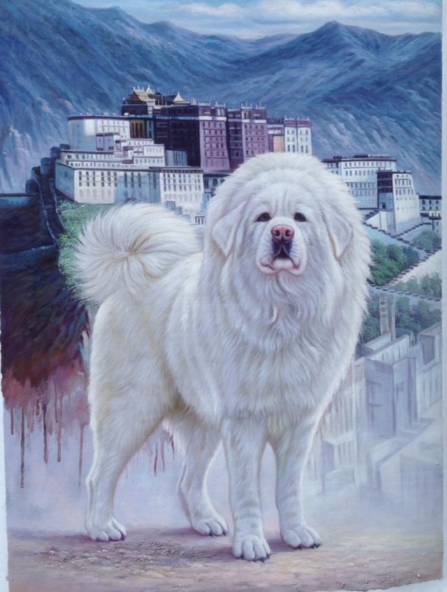 Stunning White Tibetan Mastiff