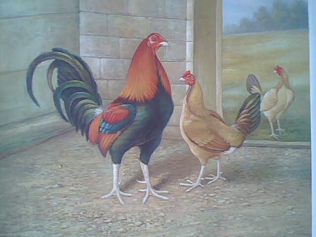 Realistic Rooster and Hen Painting
