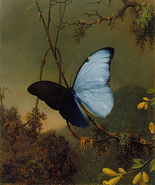 Martin_Johnson_Heade_-Blue_Morpho_Butterfly_ATC.jpg