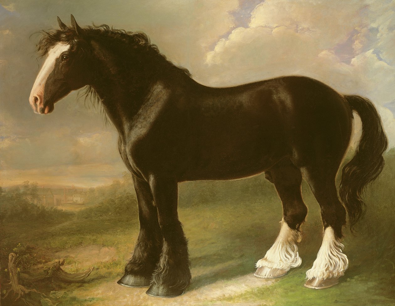 1755681835111690.jpg Old English Black Horse.jpg