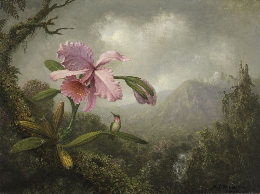 Orchid and Hummingbird near a Mountain Waterfall.jpg